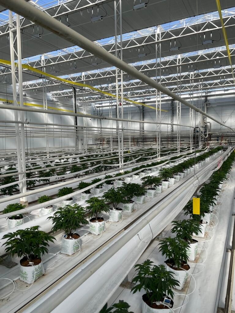 Insect netting systems