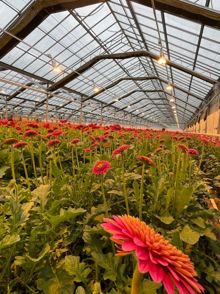 Greenhouse crop beneath a screen installation